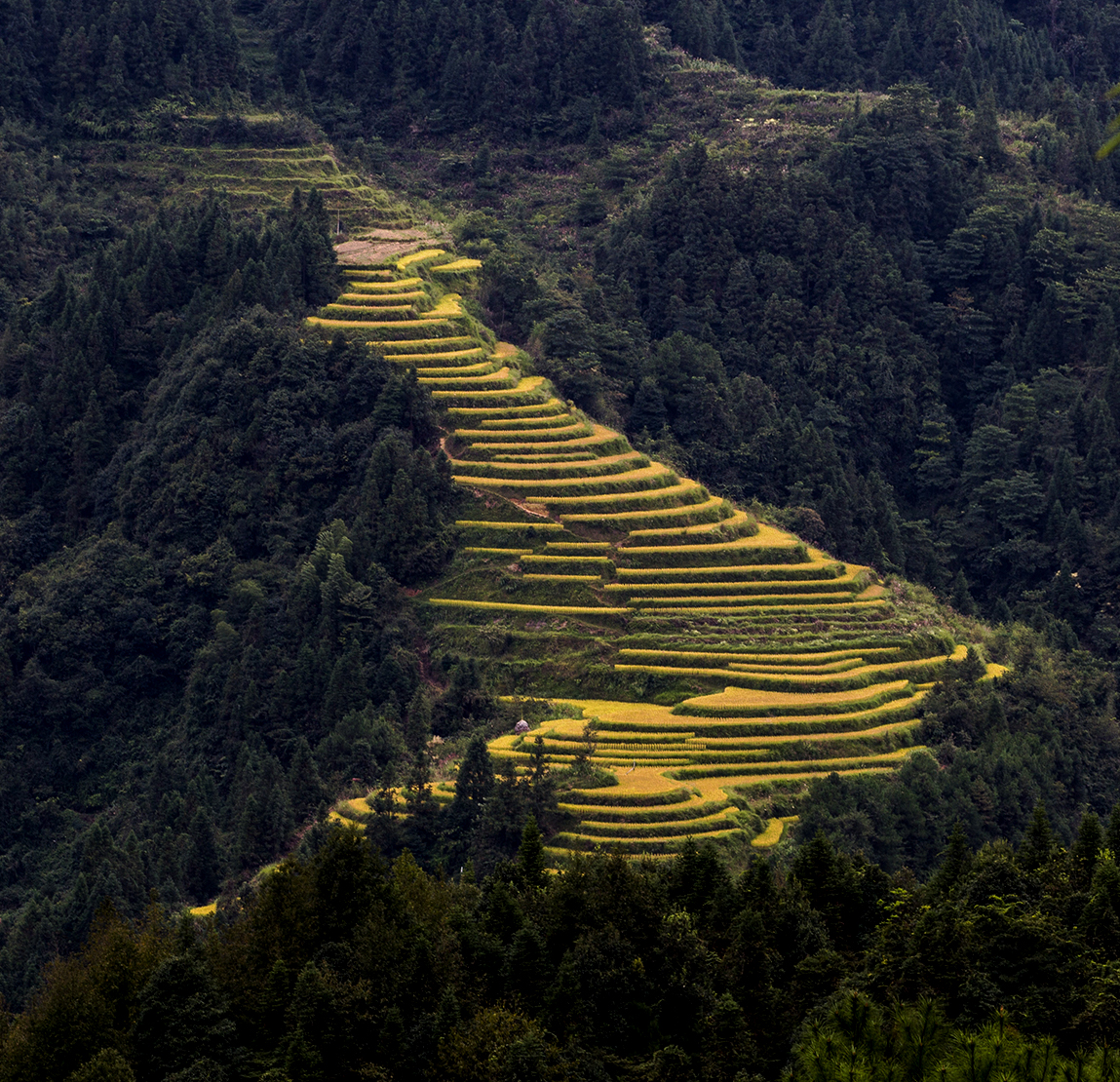 崇岭梯田