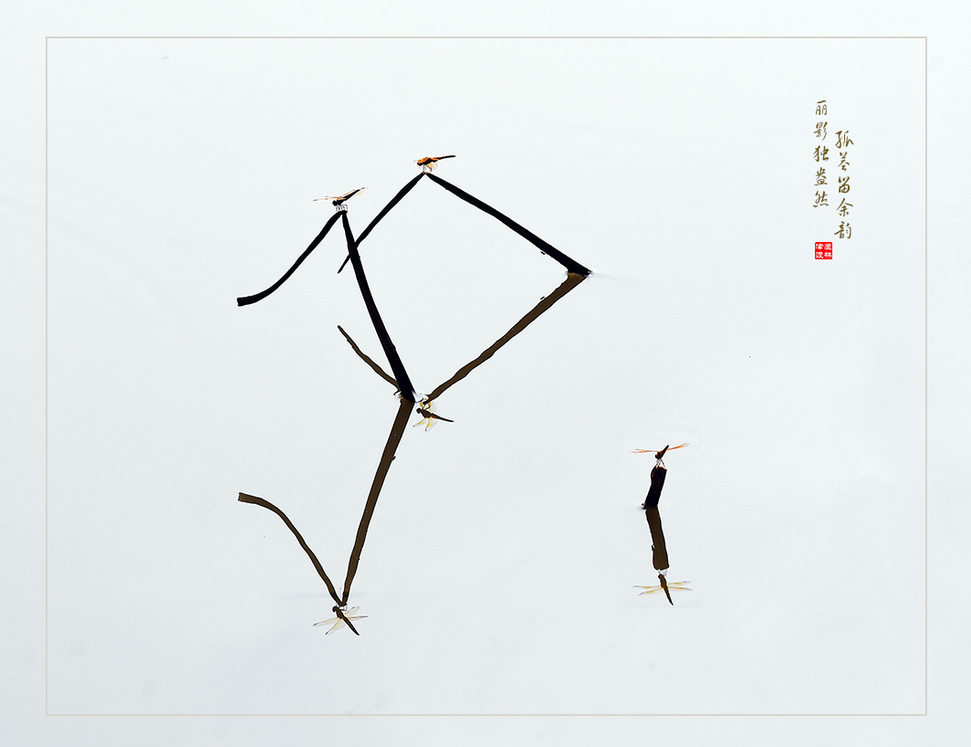 秋荷风韵