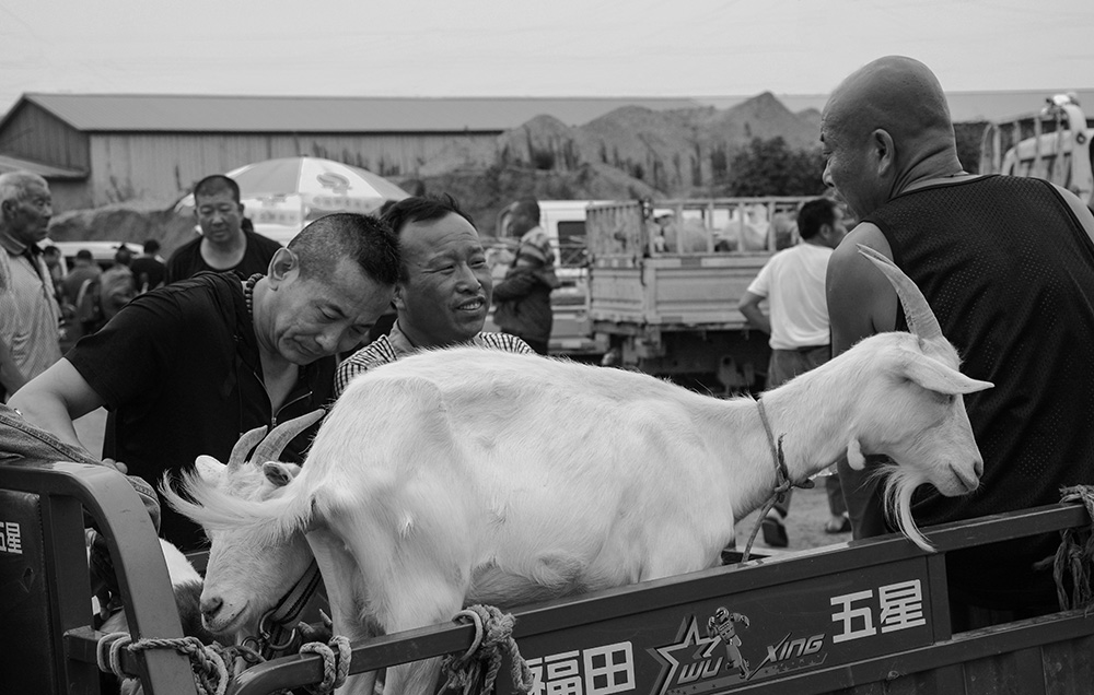 羊市随拍