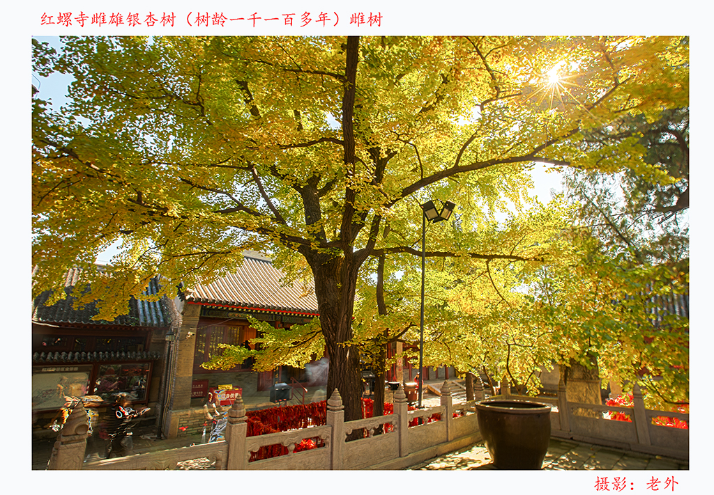 红螺寺雌雄银杏树（雌树）1