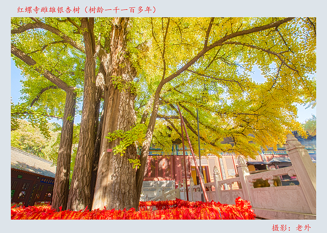红螺寺雌雄银杏树（雄树）