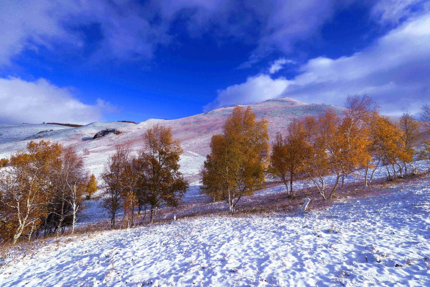 金色雪景