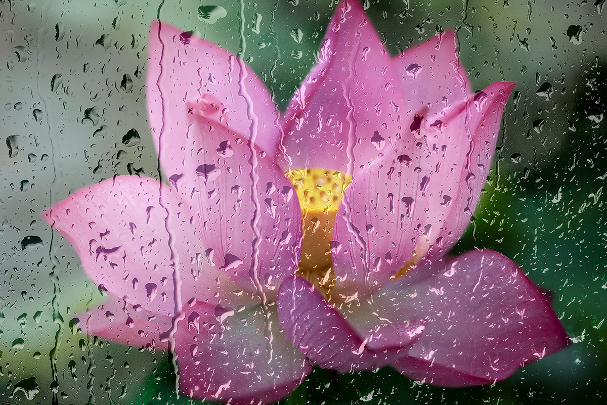 雨荷