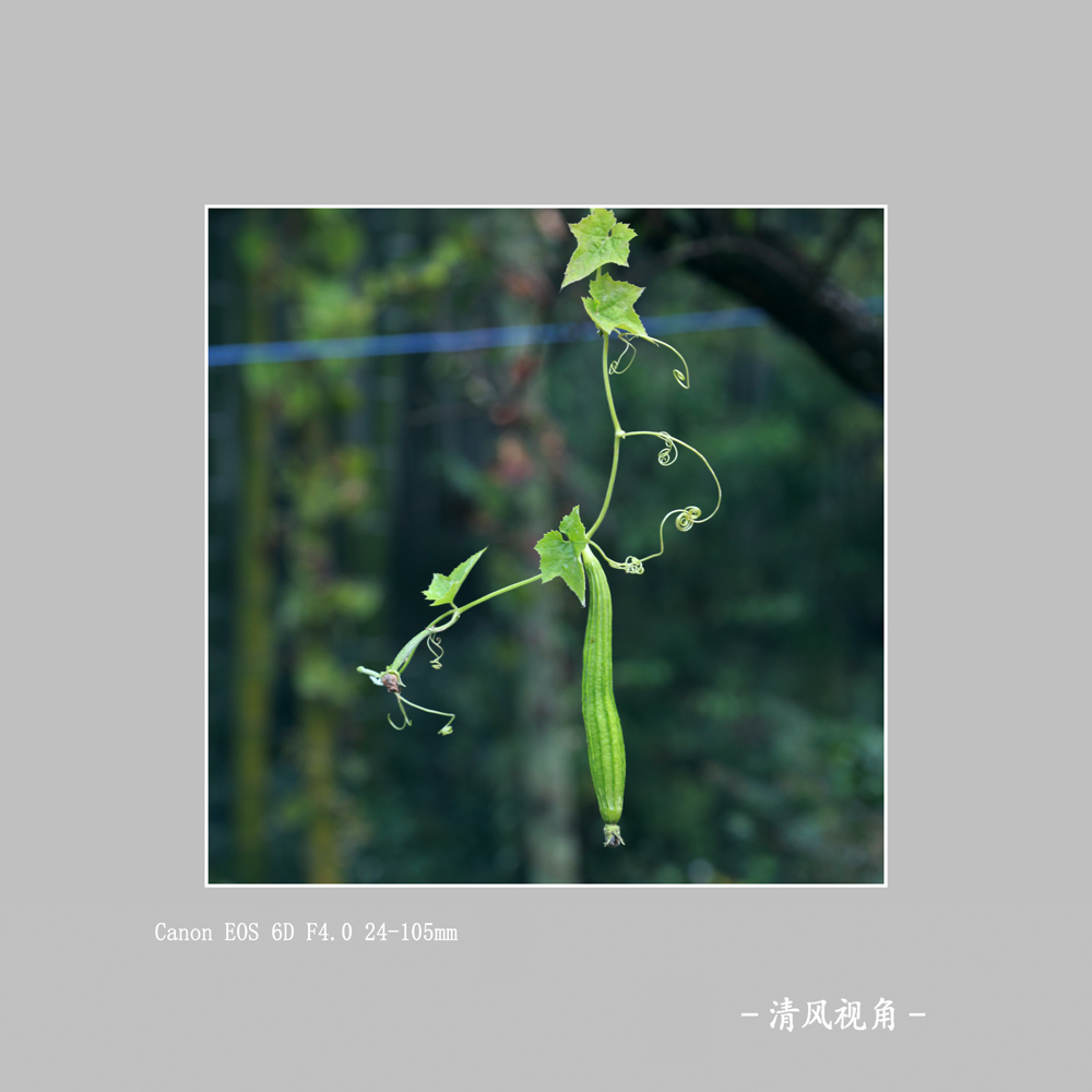 动植_8811