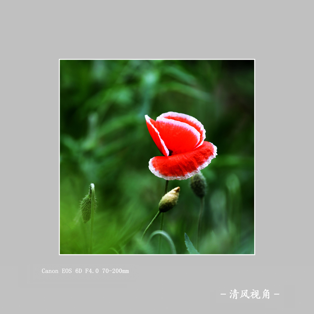 丽春花_2986