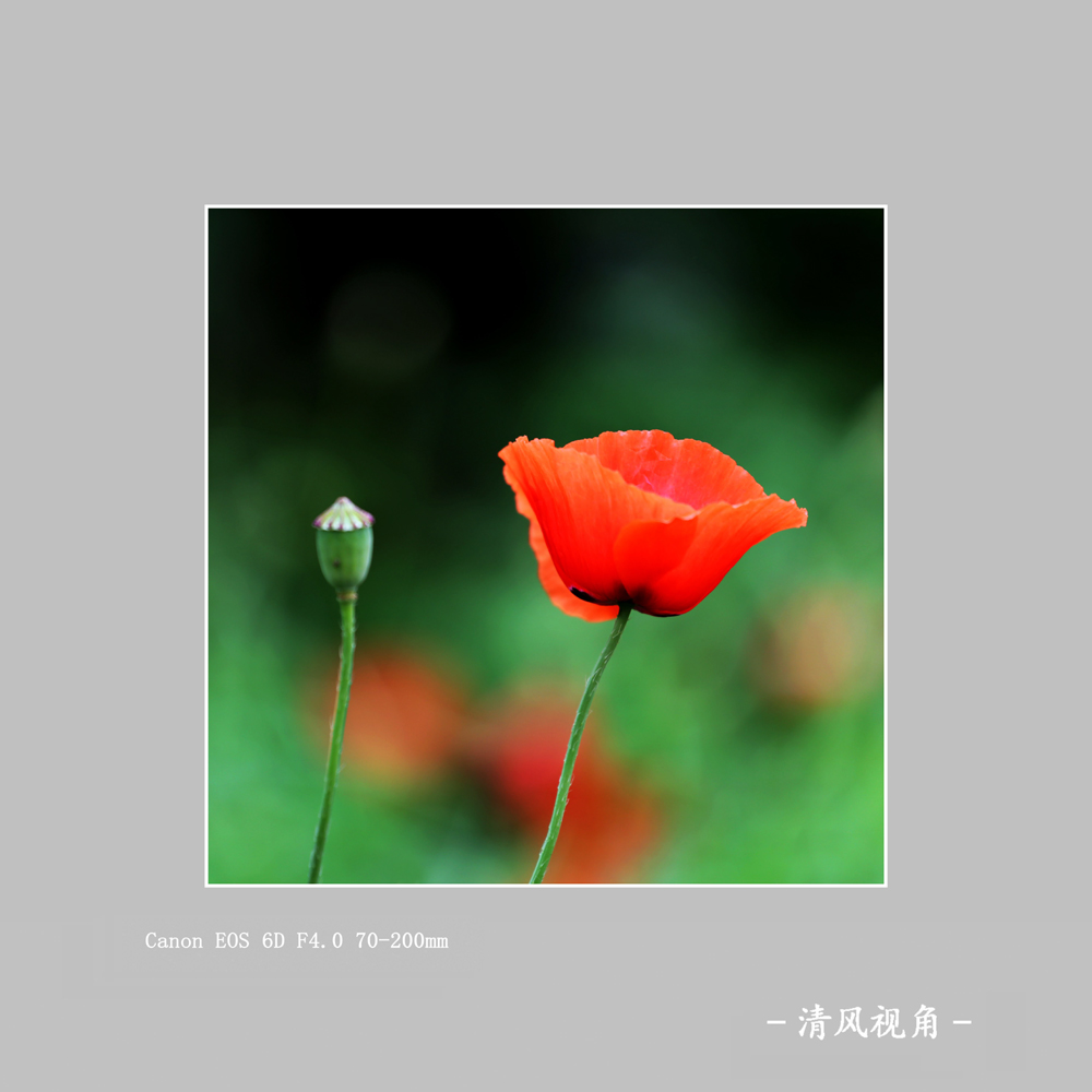丽春花_2990