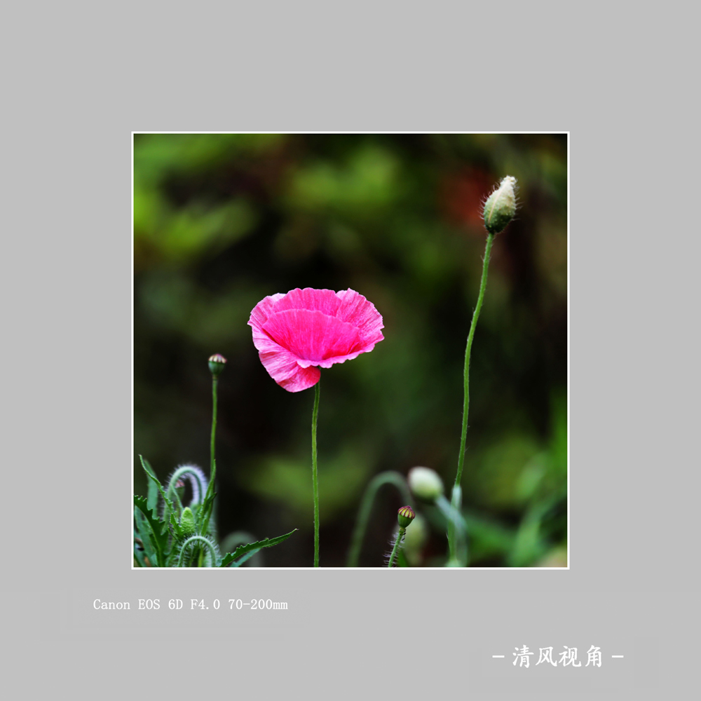 丽春花_2991