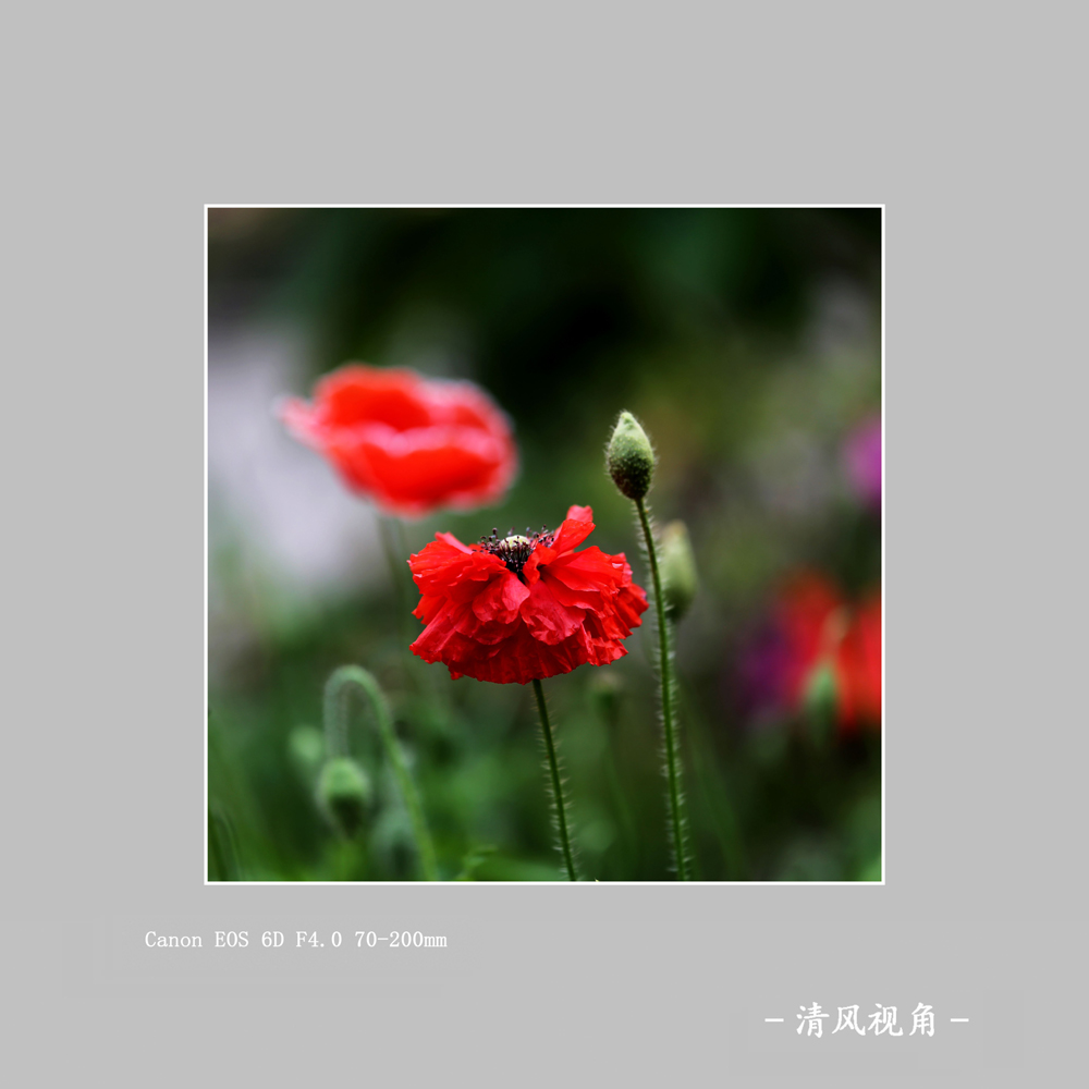 丽春花_2996