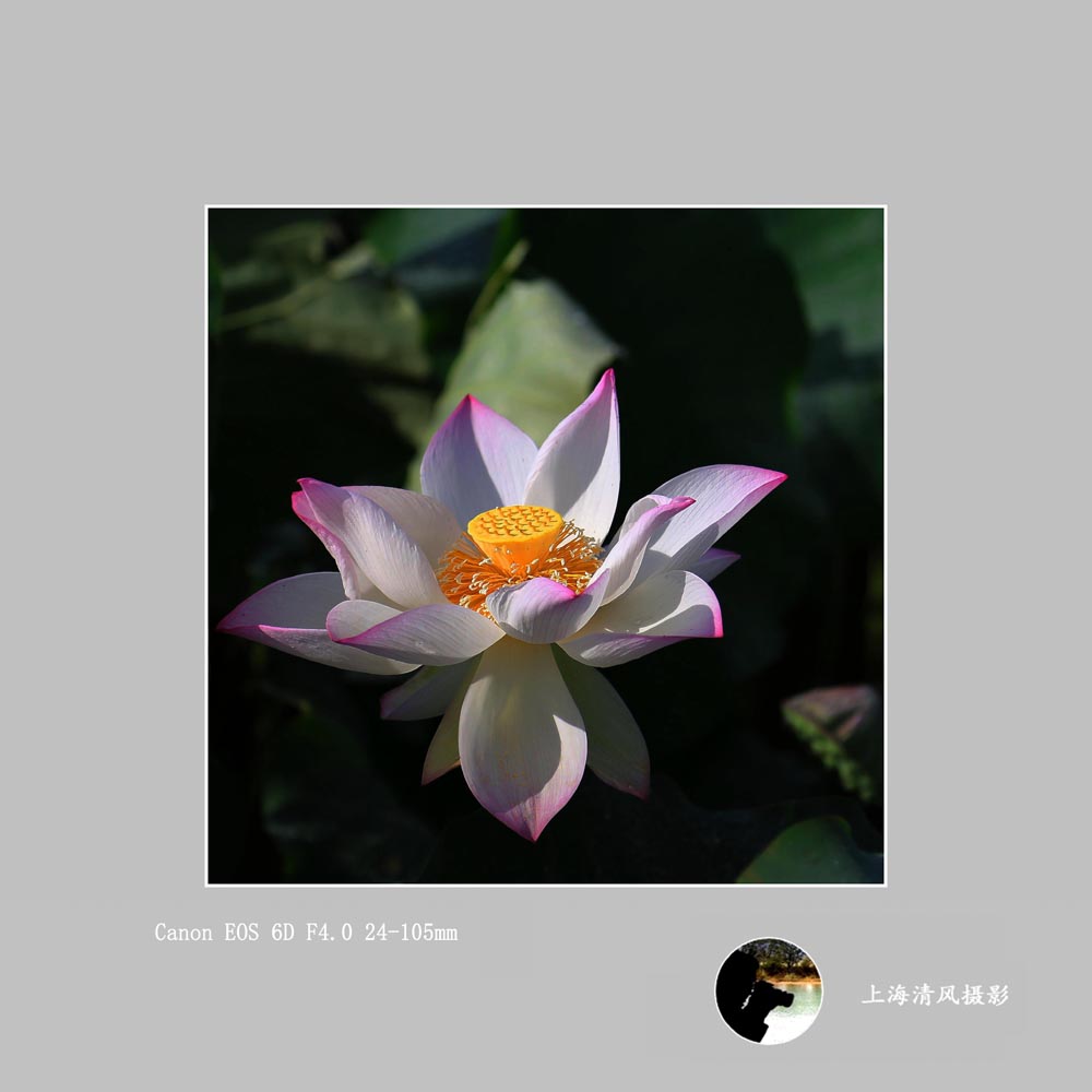 荷花_1573