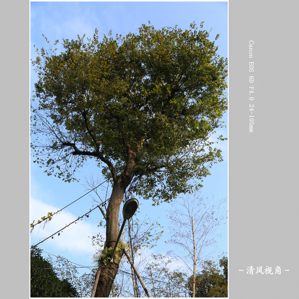 路灯_8758