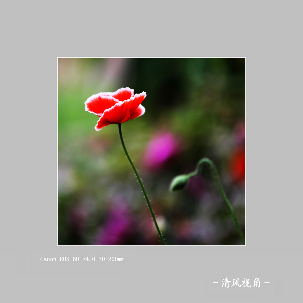丽春花_2998