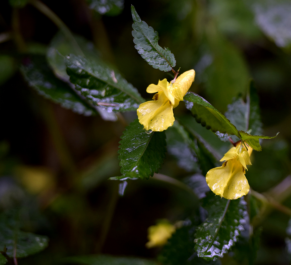 龙虾花