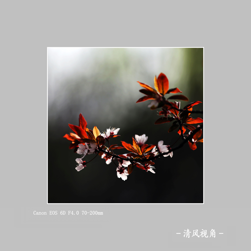 红叶李_2277
