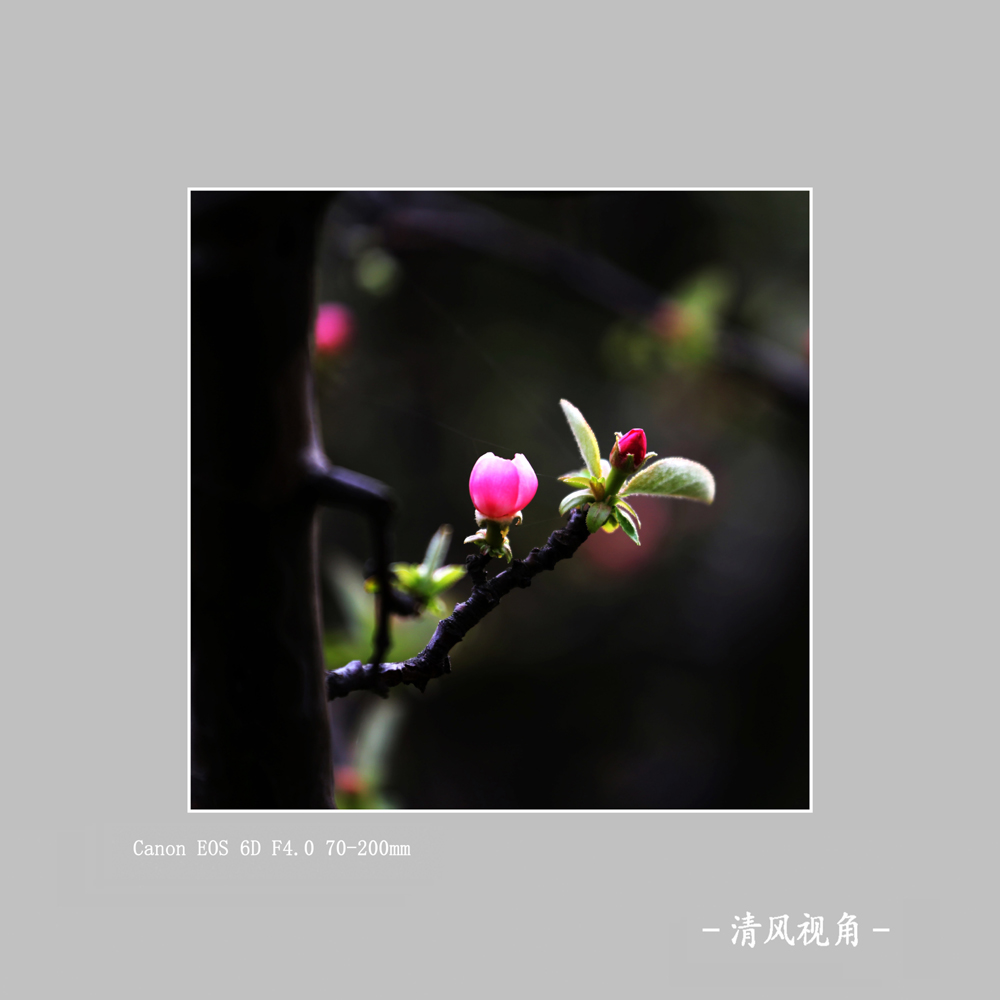 海棠_2267