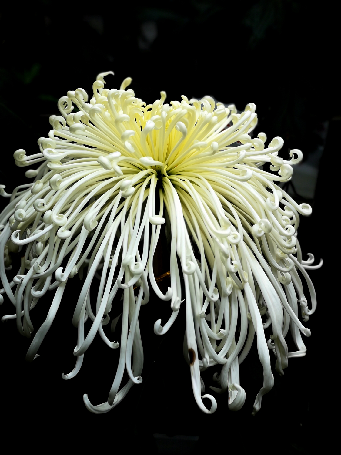 菊