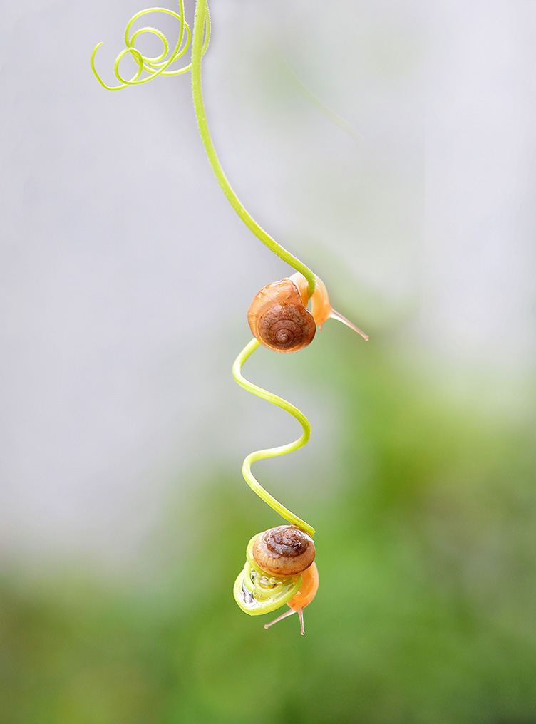 蜗牛 图 2