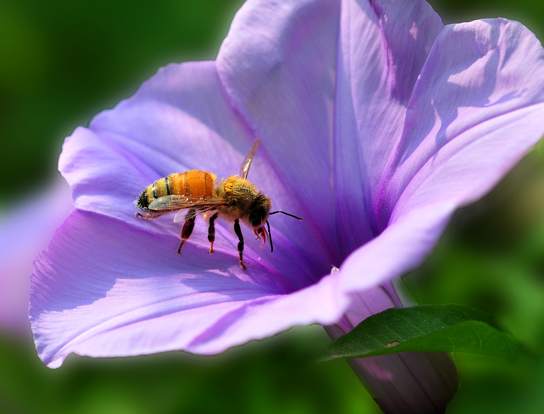 蜜蜂