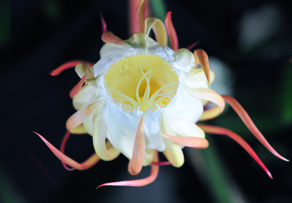 昙花