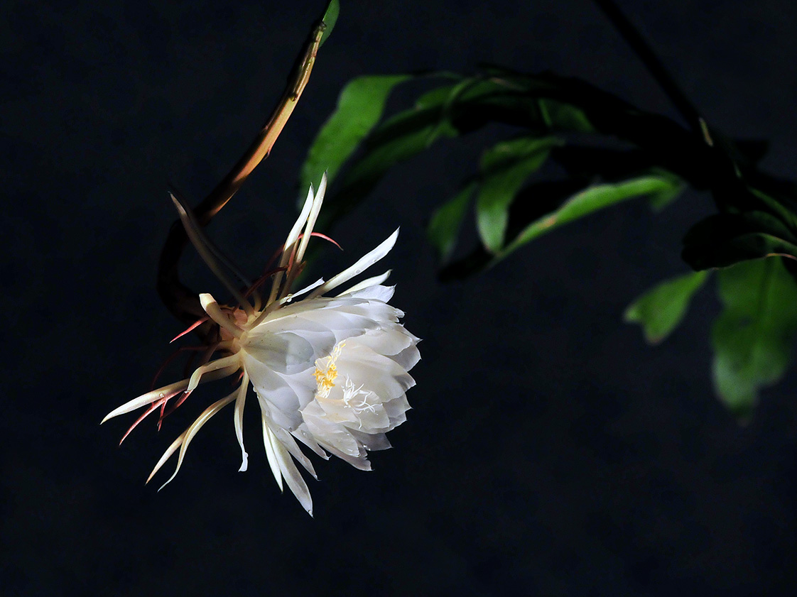 昙花