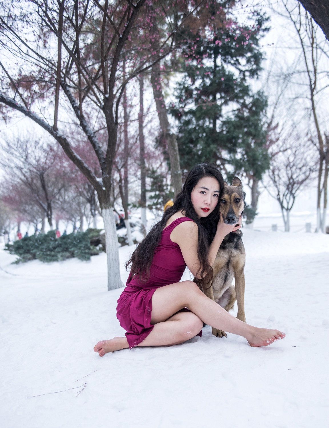 雪，丽人，狗