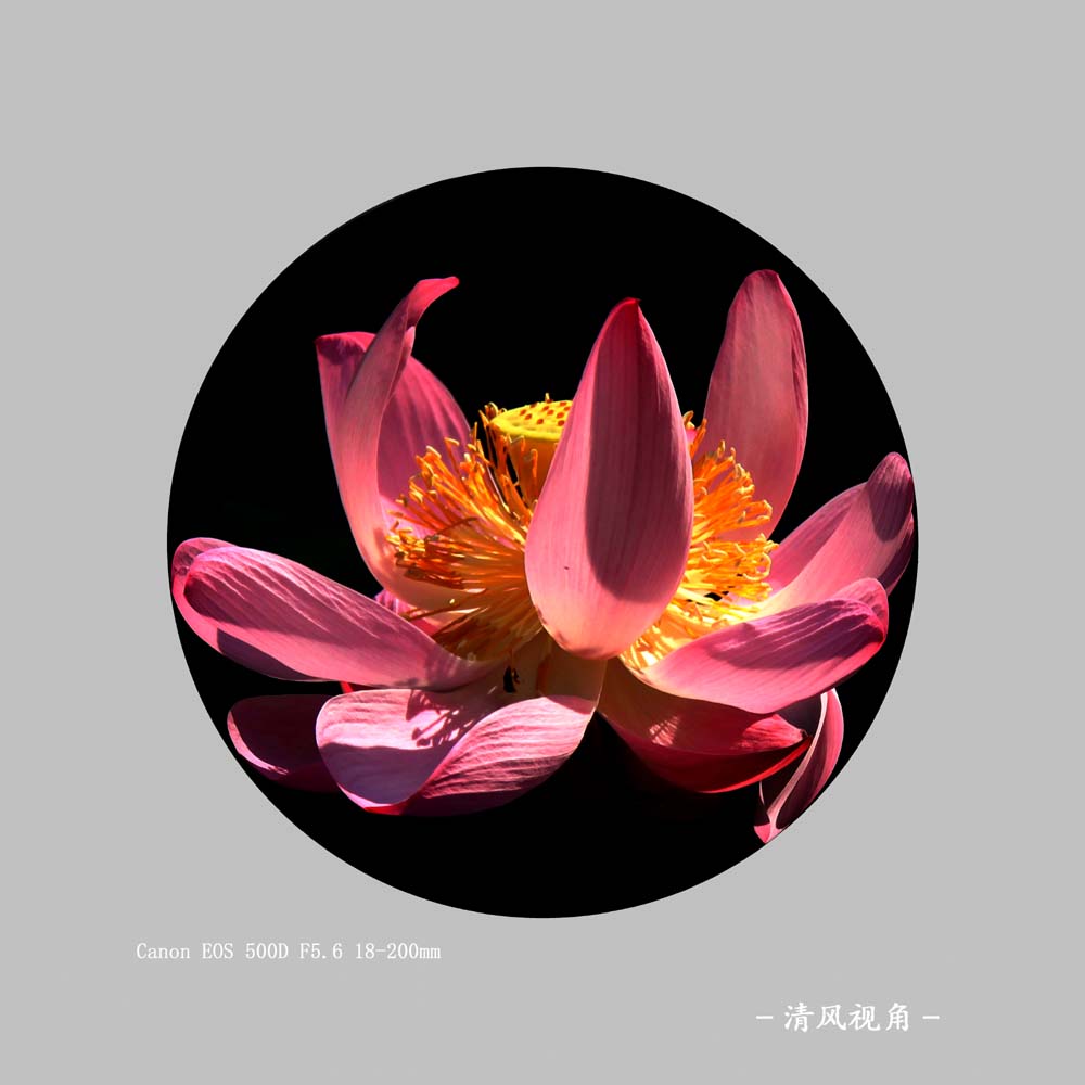 苻花_6527