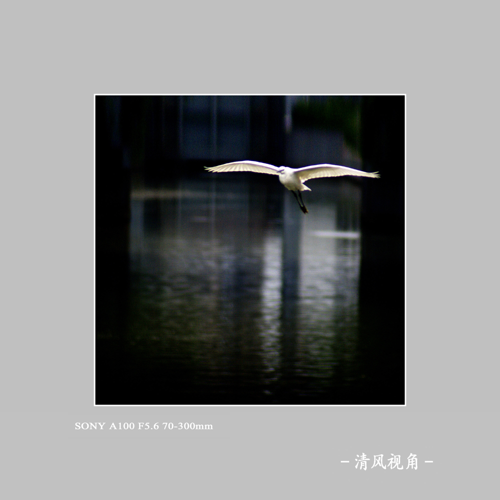白鹭_7007
