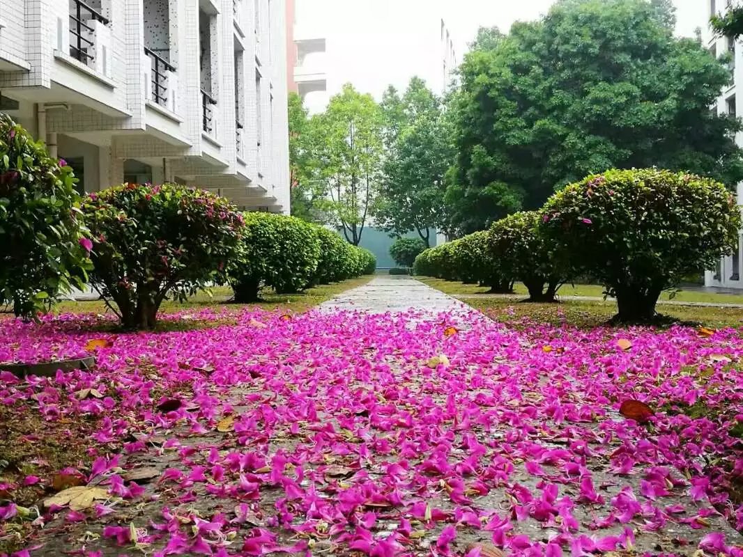 紫荆花