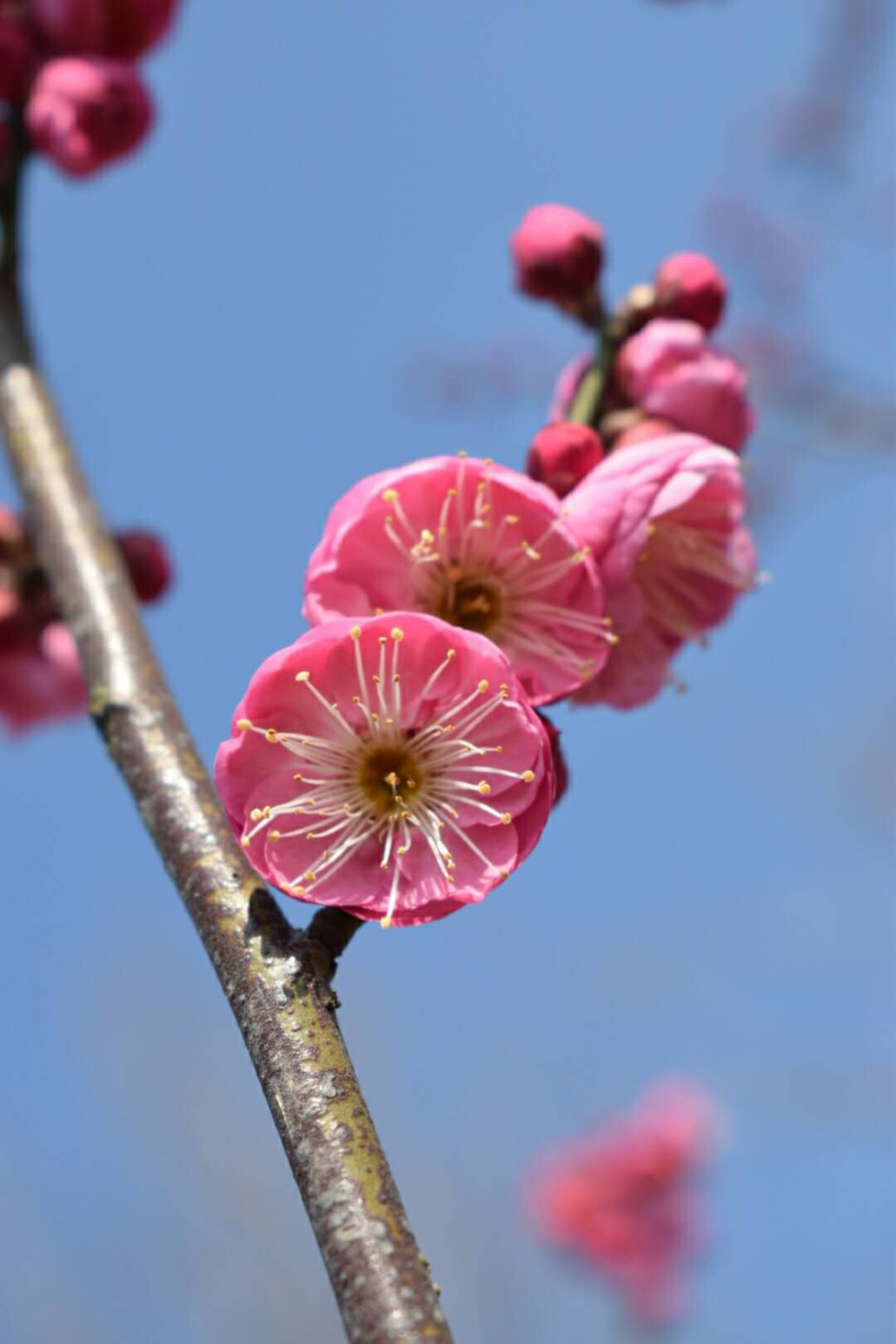 梅