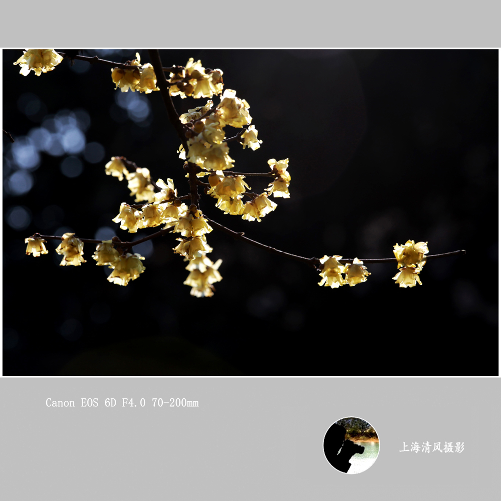 腊梅_0079