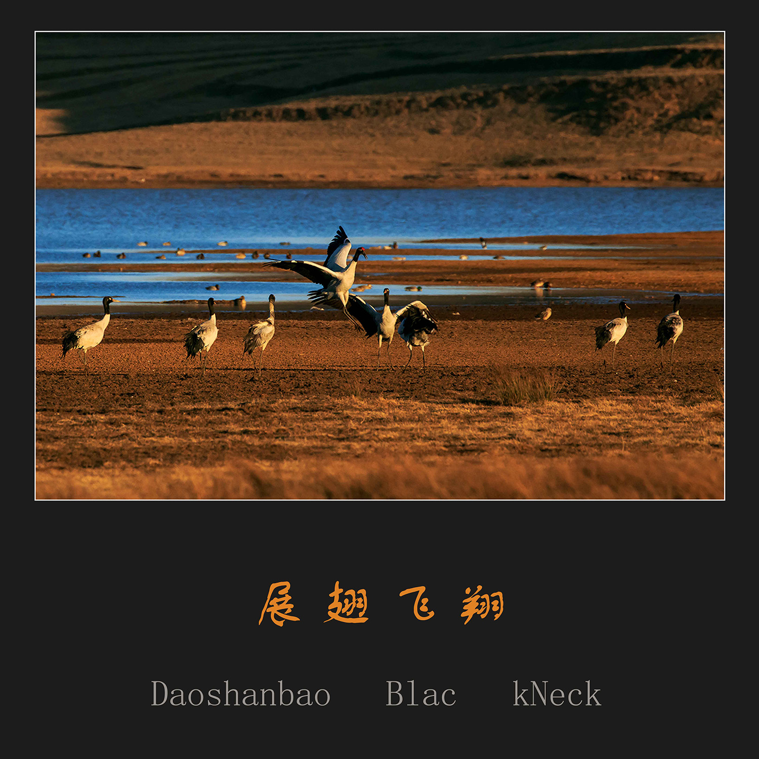 黑颈鹤