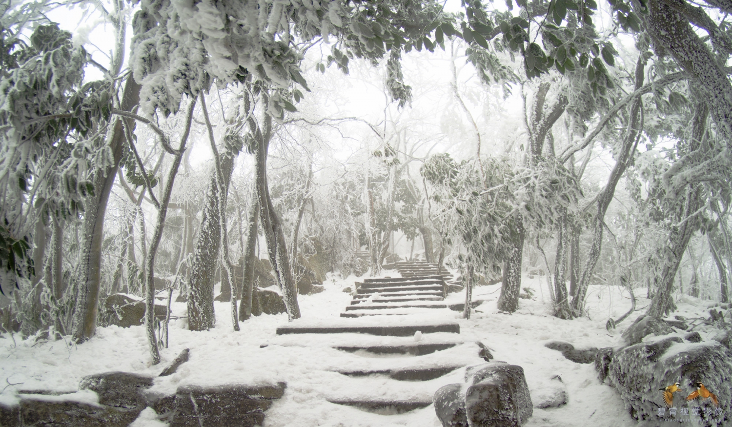 春雪