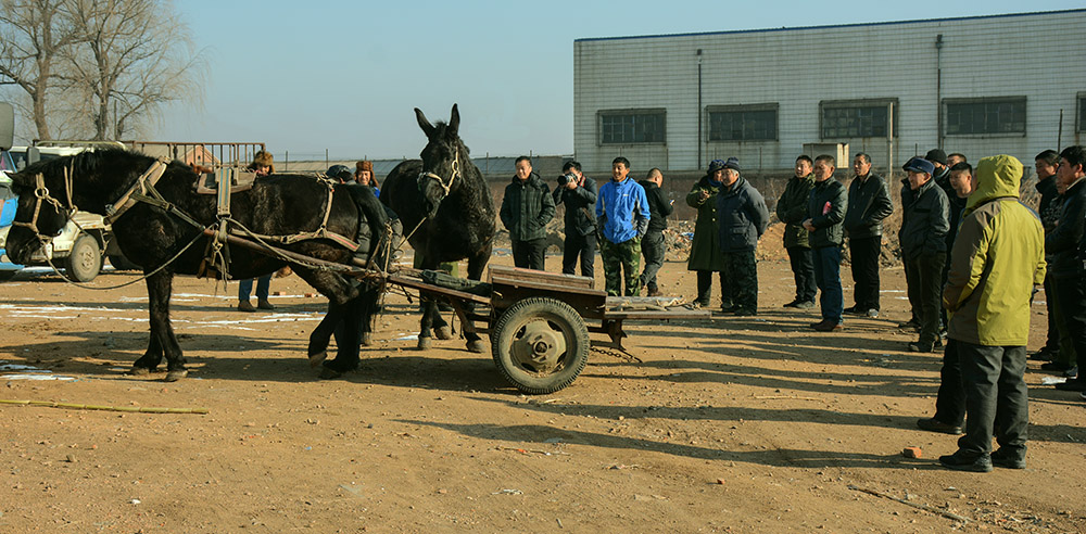 骡马交易市场纪实