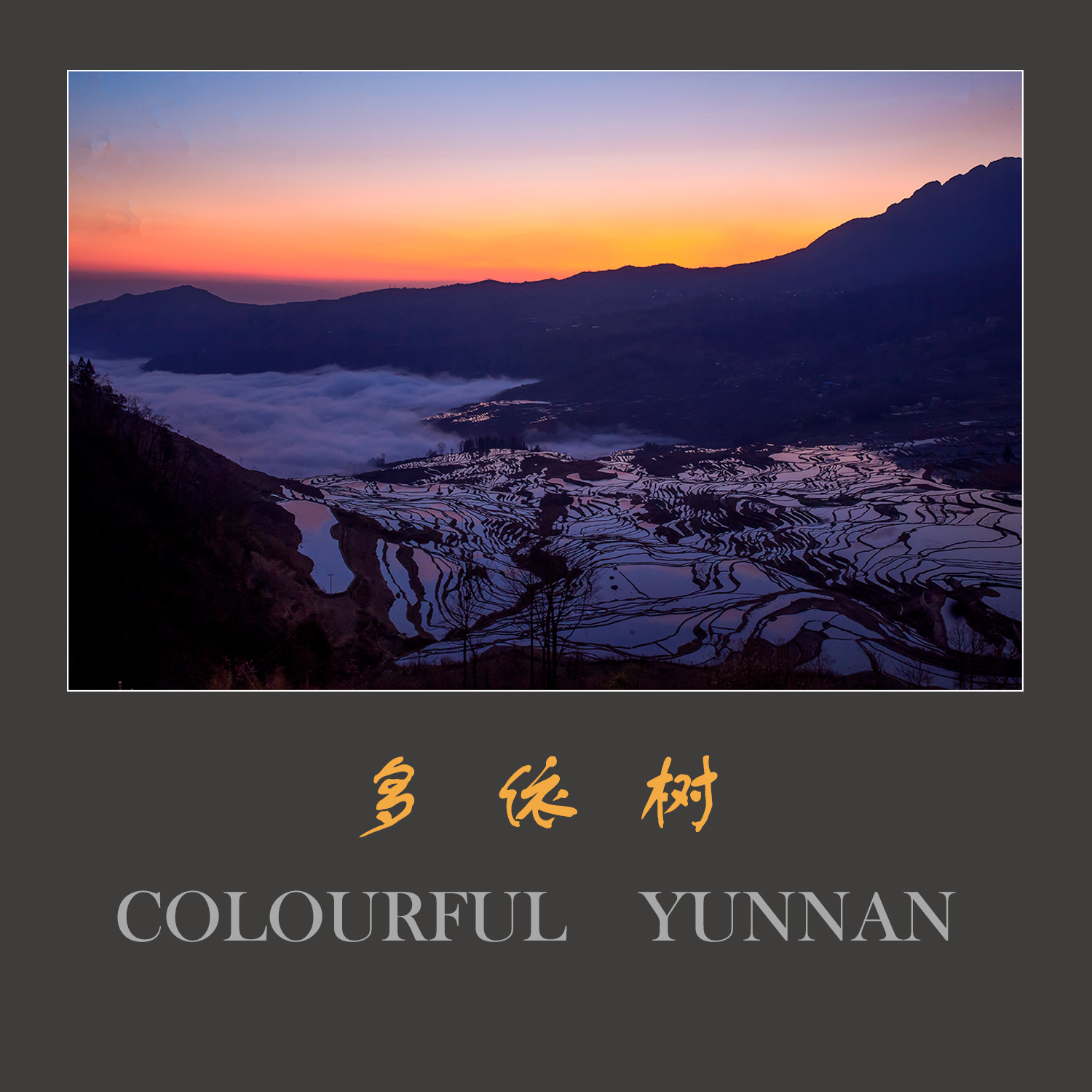 多依树