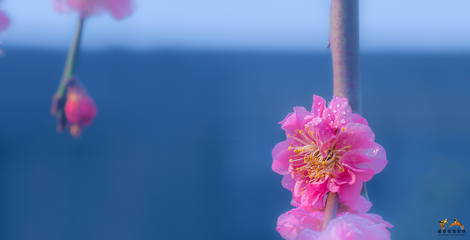梅花