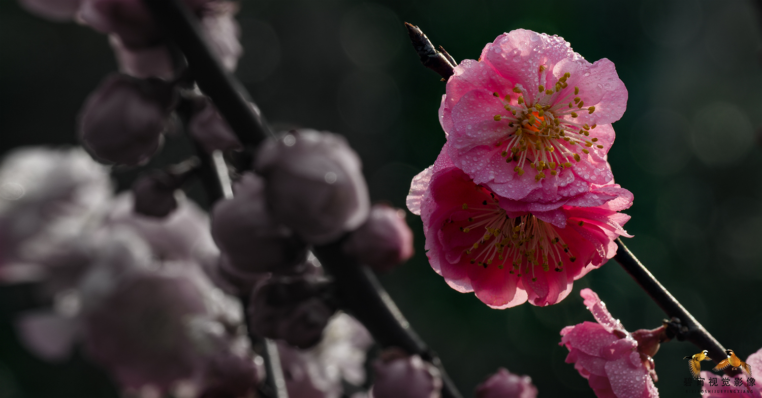 花朵