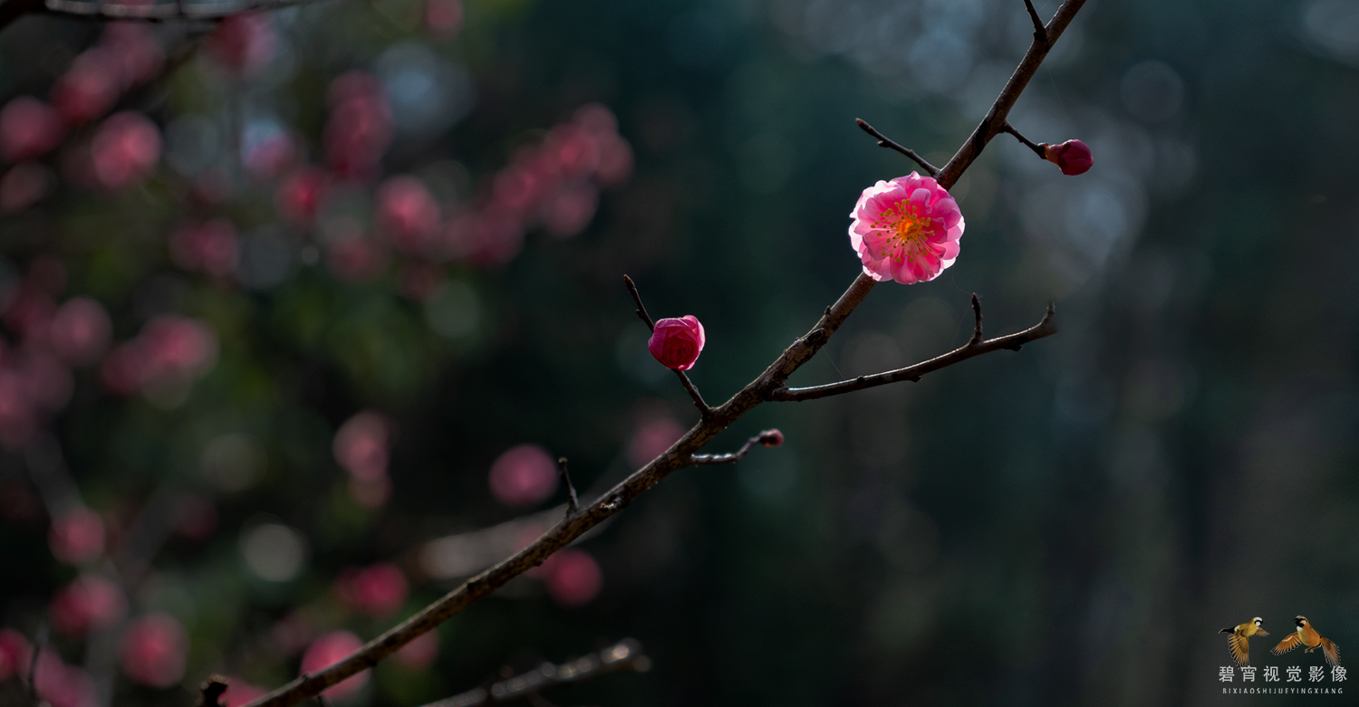 春梅