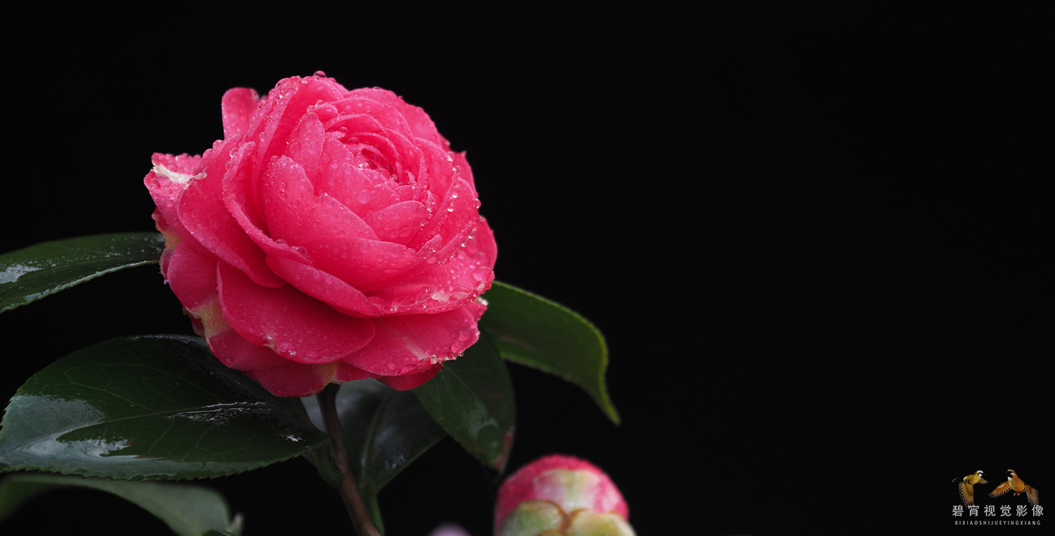 茶花
