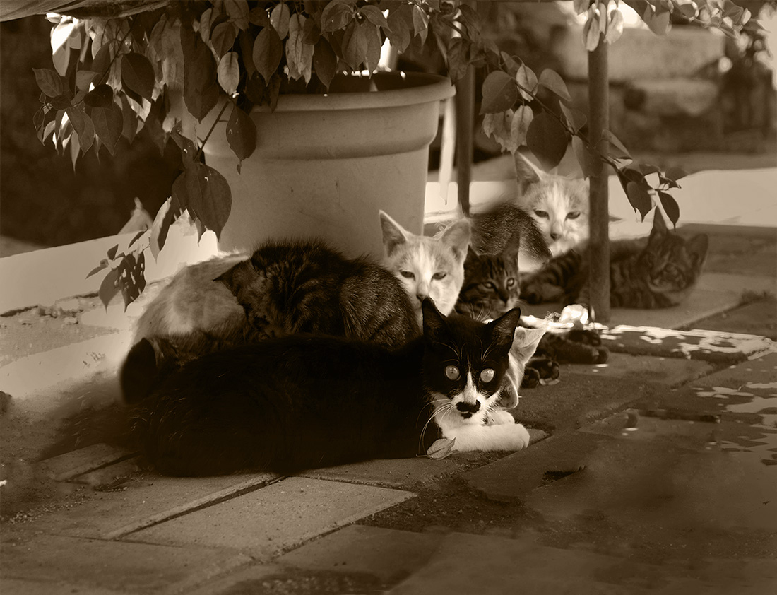 家猫