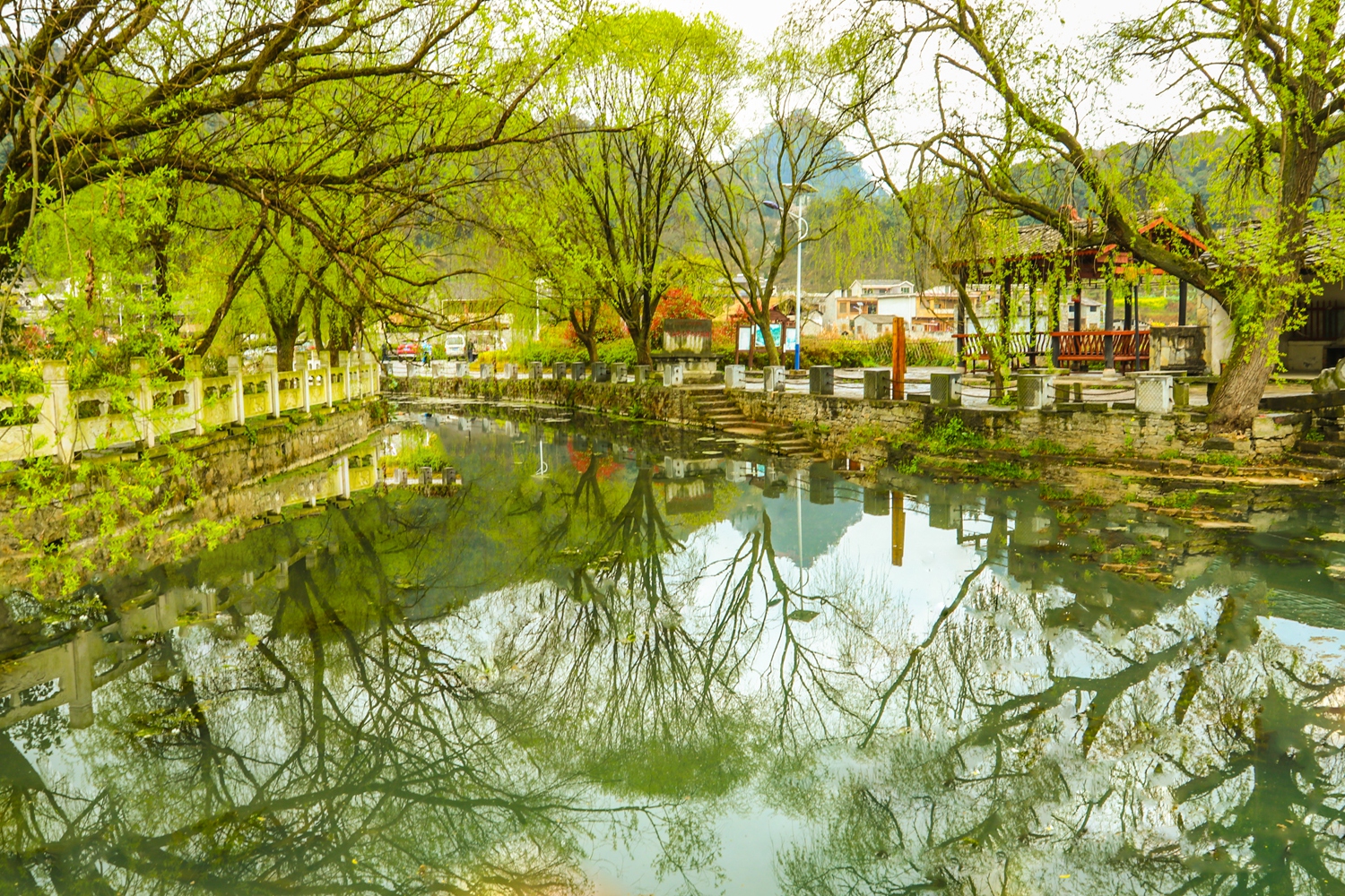 溪水杨柳