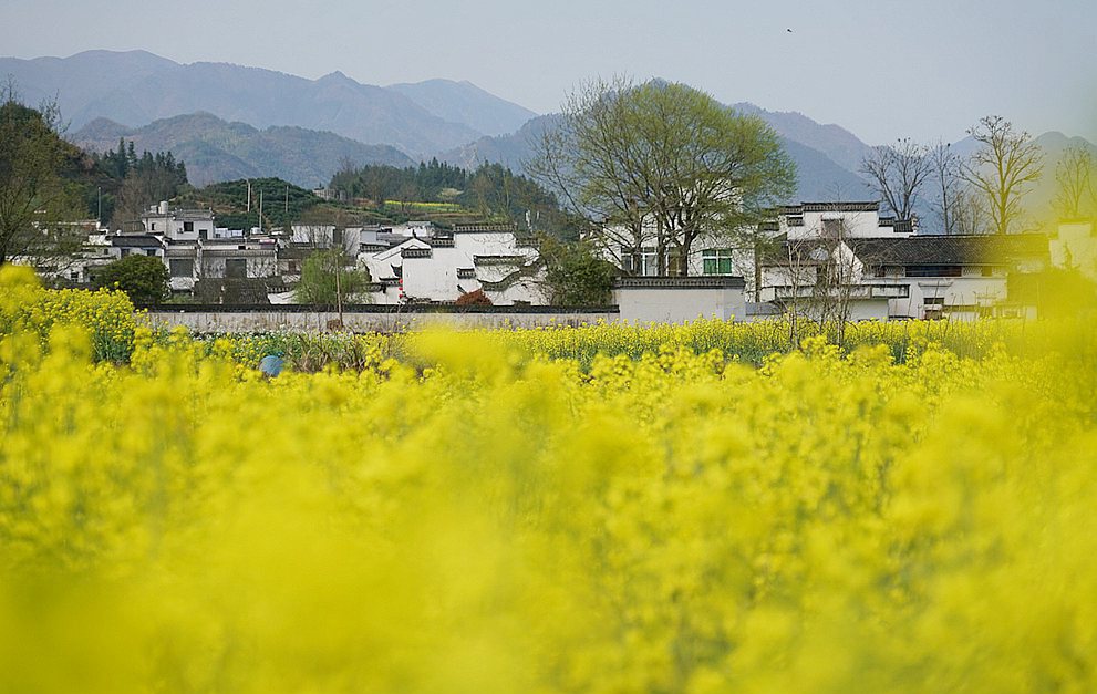又到菜花黄了时