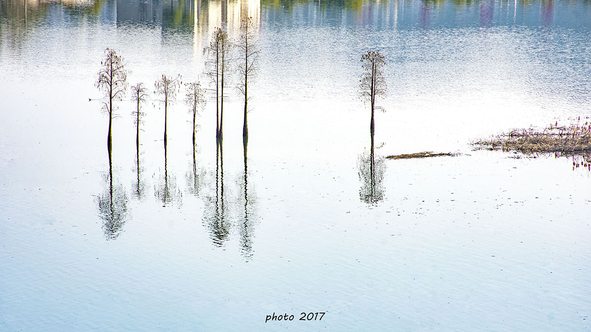 水中树