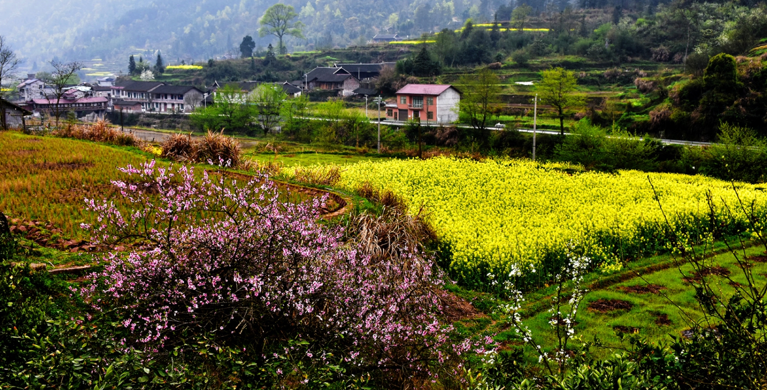 龙阳春色