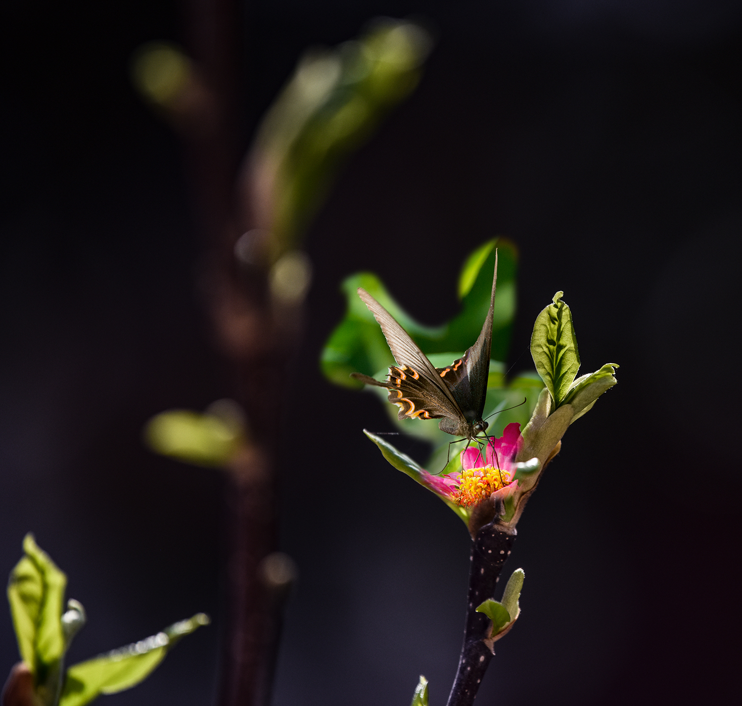 蝶恋花