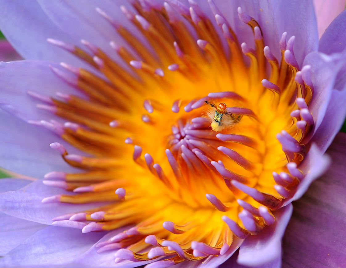 花芯