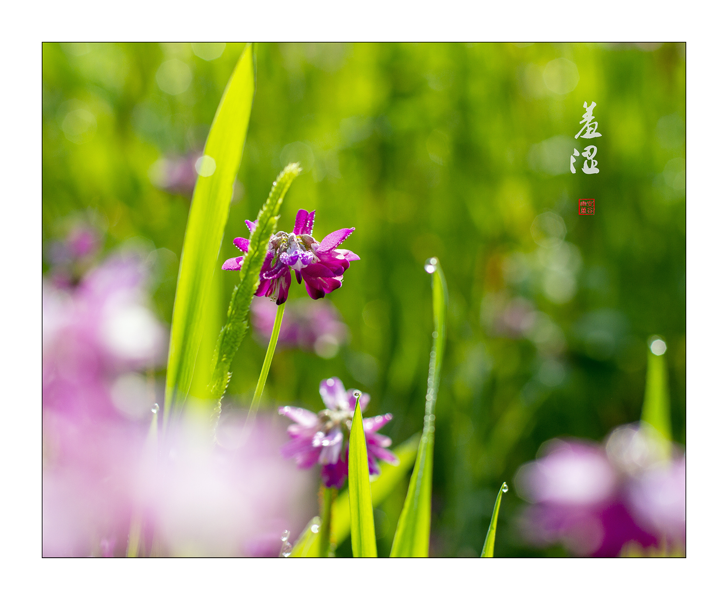 羞涩