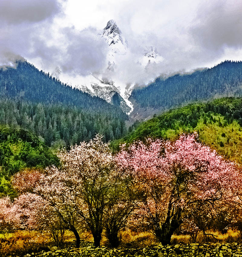 雪域桃花