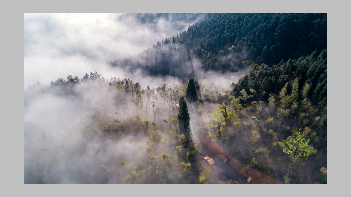 石长溪林场晨雾