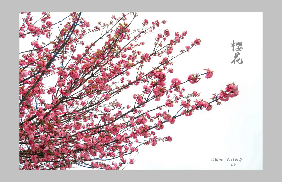 四月樱花
