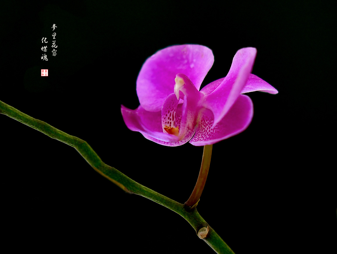 花卉小品