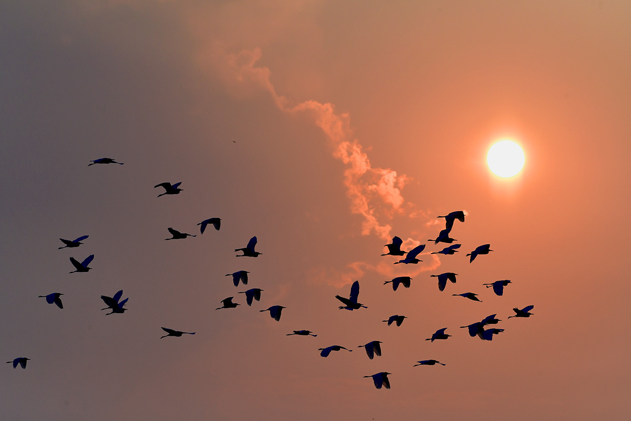 夕阳飞鸟